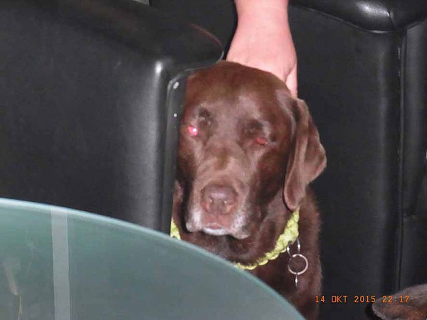 med_Deckenpiraten4 - Trauriger Labbi.jpg (600 x 450)